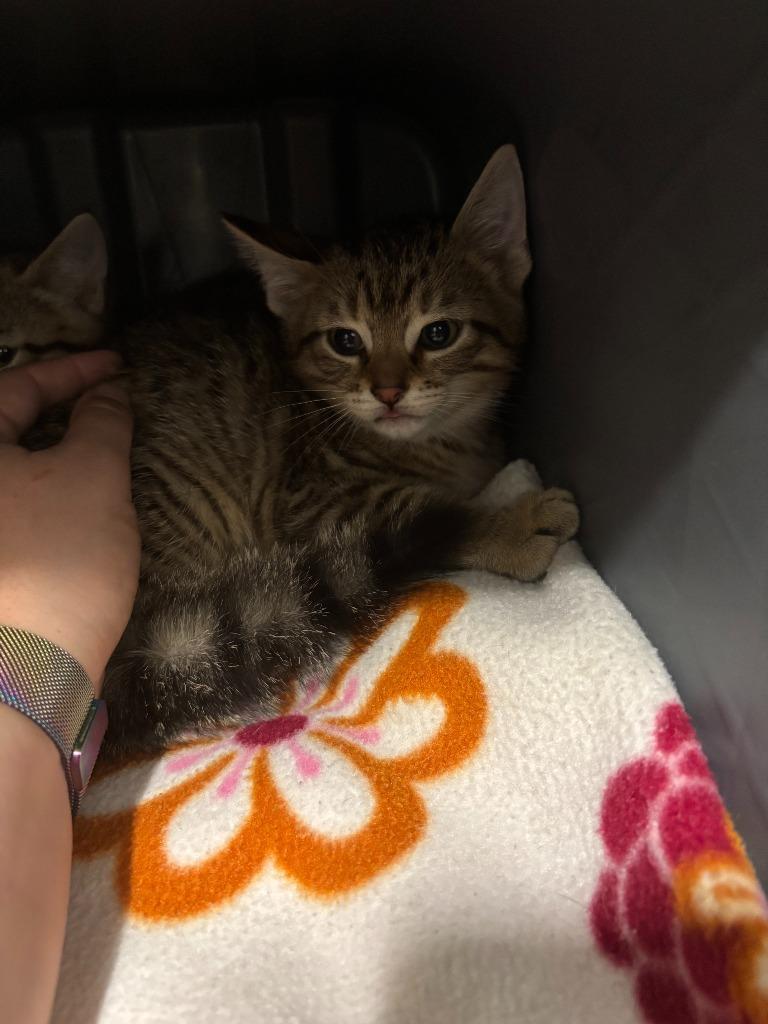Enlarge Alfredo, a Adoptable British Shorthair in Mustang, OK image 1/1