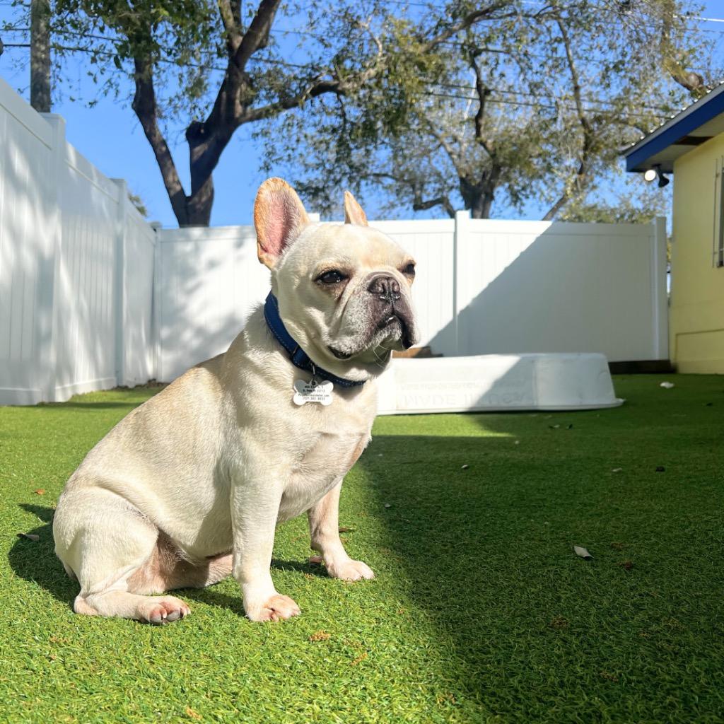 Waylon, Adopted, Adult Male French Bulldog.