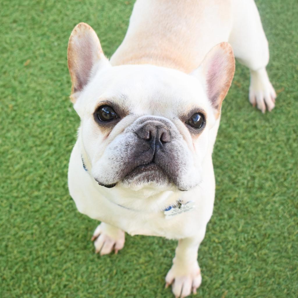 Enlarge Waylon, a Adopted French Bulldog in Saint Petersburg, FL image 2/2