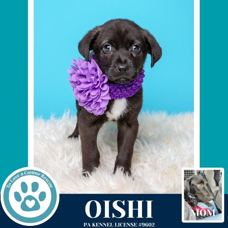 Oishi (Edamame's Bento Babies) 120625, Adoptable, Puppy Female Labrador Retriever.