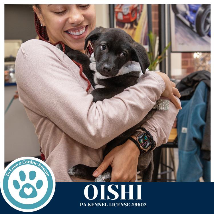 Enlarge Oishi (Edamame's Bento Babies) 120625, a Adoptable Labrador Retriever in Kimberton, PA image 2/6