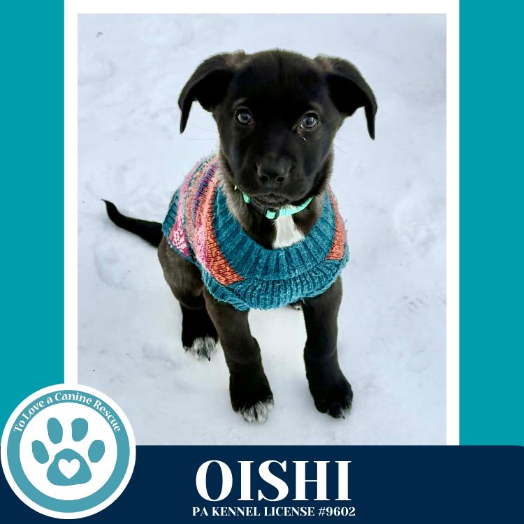 Enlarge Oishi (Edamame's Bento Babies) 120625, a Adoptable Labrador Retriever in Kimberton, PA image 3/6