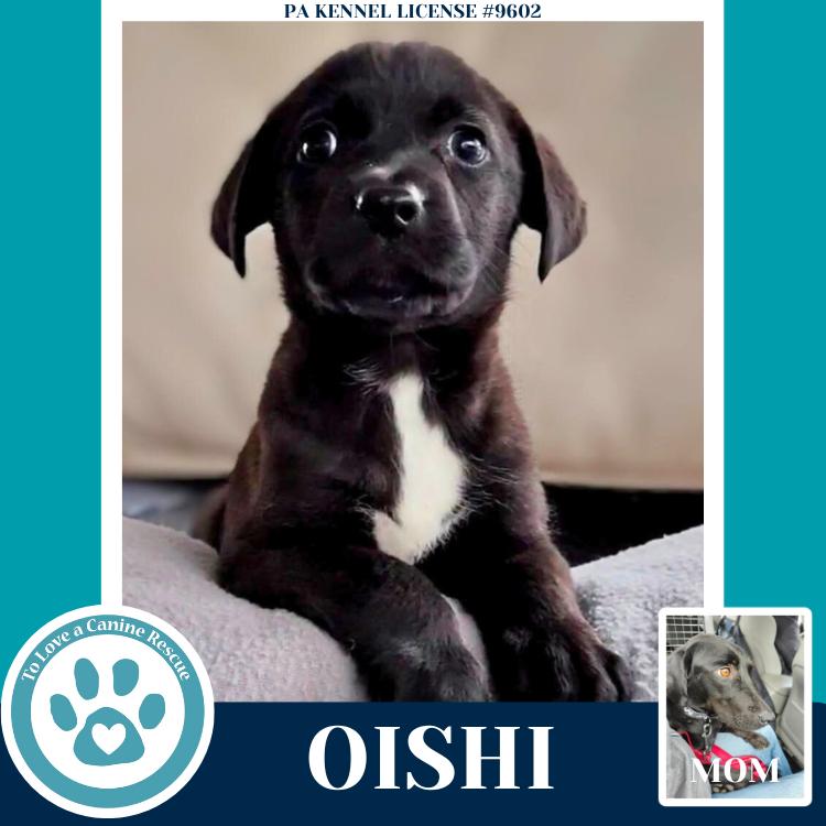 Enlarge Oishi (Edamame's Bento Babies) 120625, a Adoptable Labrador Retriever in Kimberton, PA image 4/6