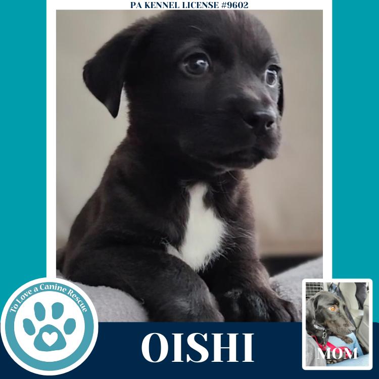 Enlarge Oishi (Edamame's Bento Babies) 120625, a Adoptable Labrador Retriever in Kimberton, PA image 5/6