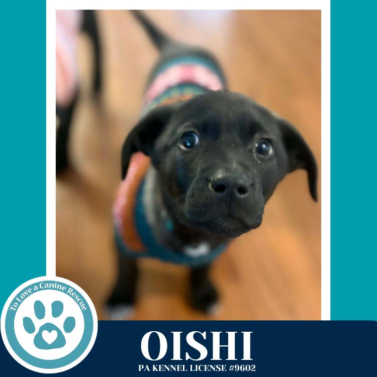 Enlarge Oishi (Edamame's Bento Babies) 120625, a Adoptable Labrador Retriever in Kimberton, PA image 6/6