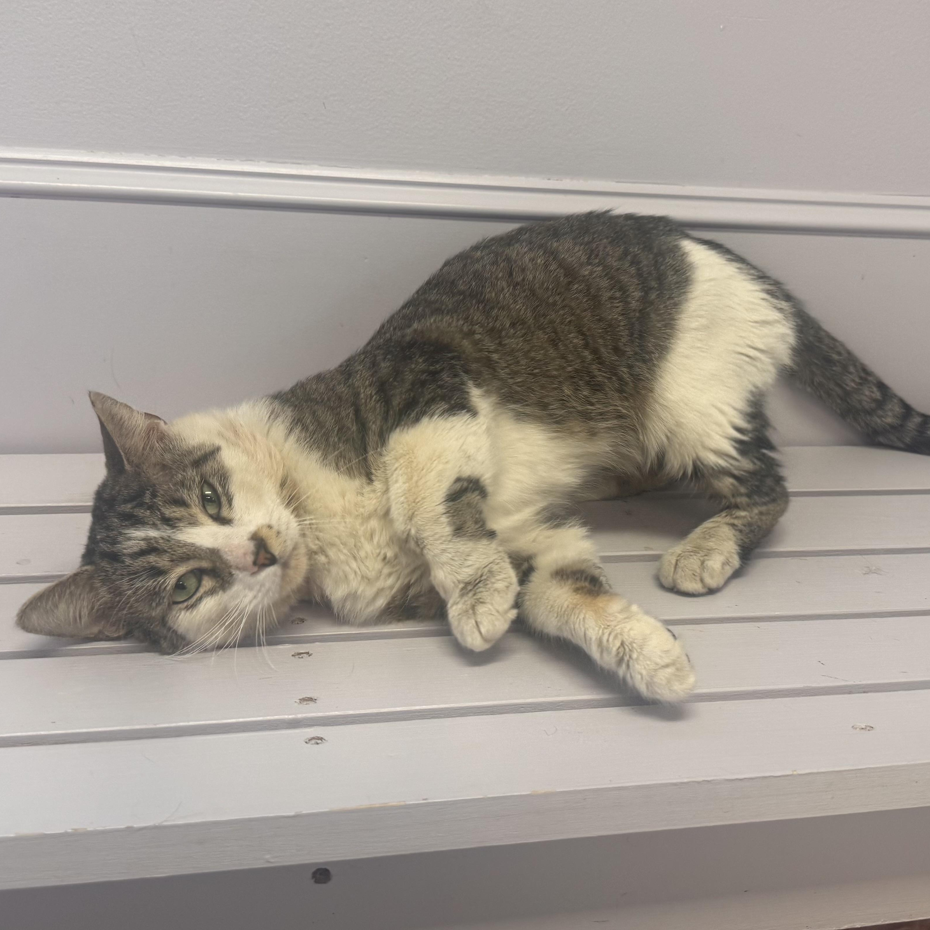 Enlarge Zipper, a ADOPTABLE Tiger in East Northport, NY image 1/3