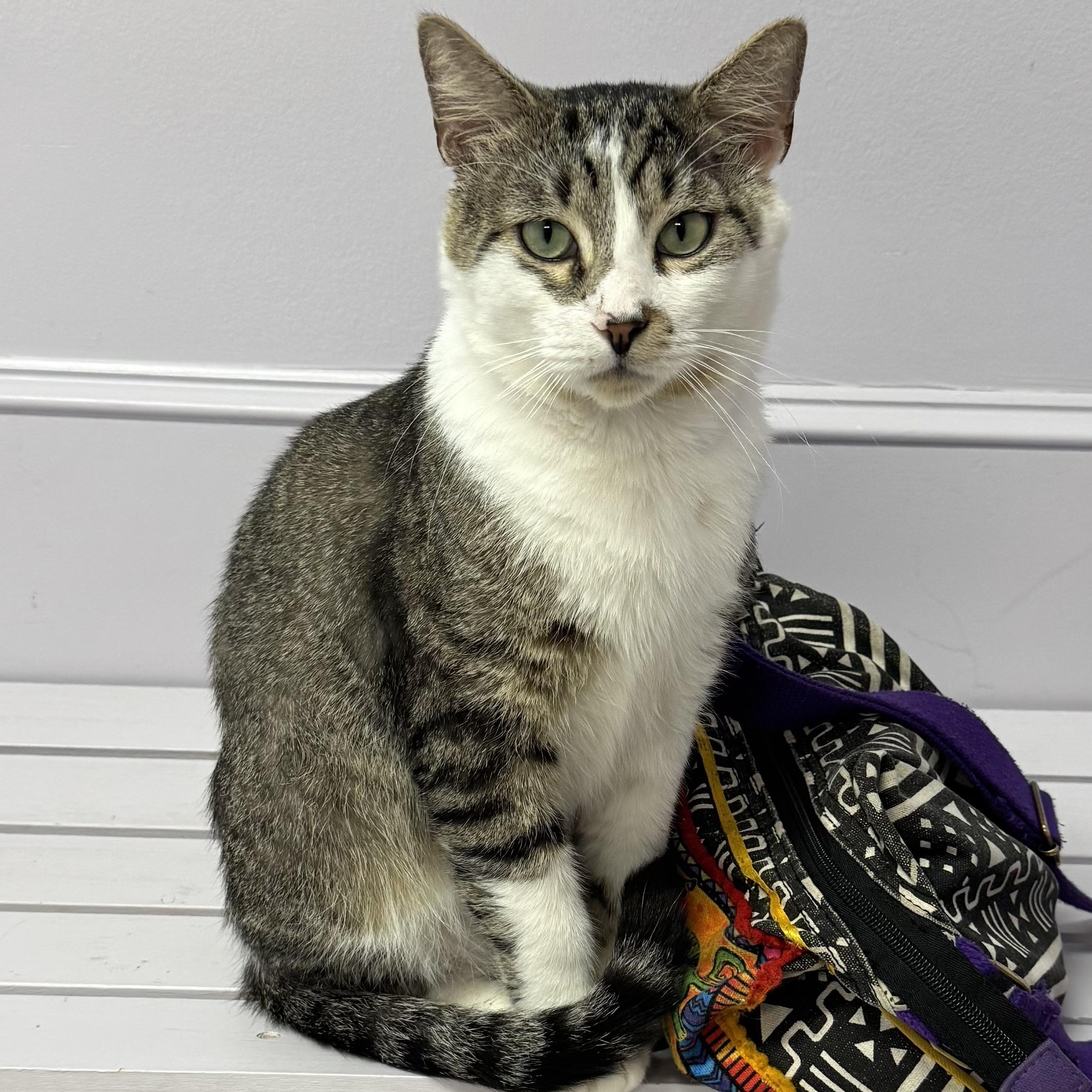 Zipper, ADOPTABLE, Young Male Tiger.