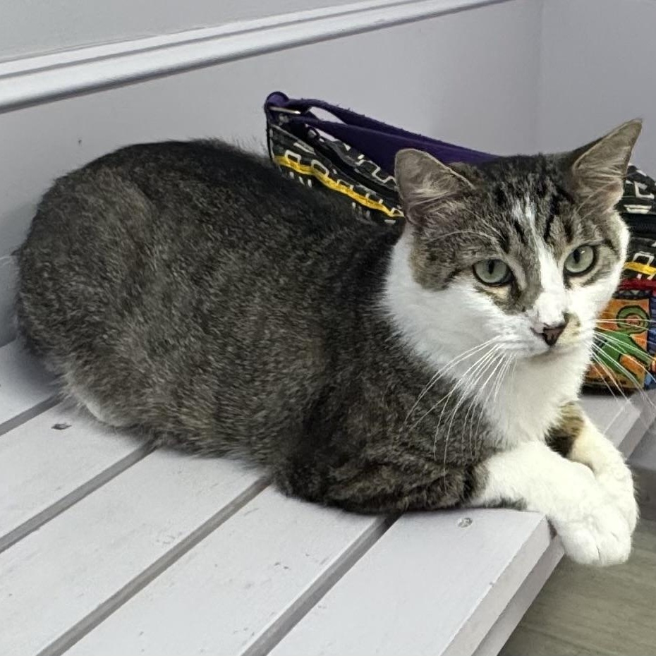 Zipper, a ADOPTABLE Tiger in East Northport, NY image 2/3
