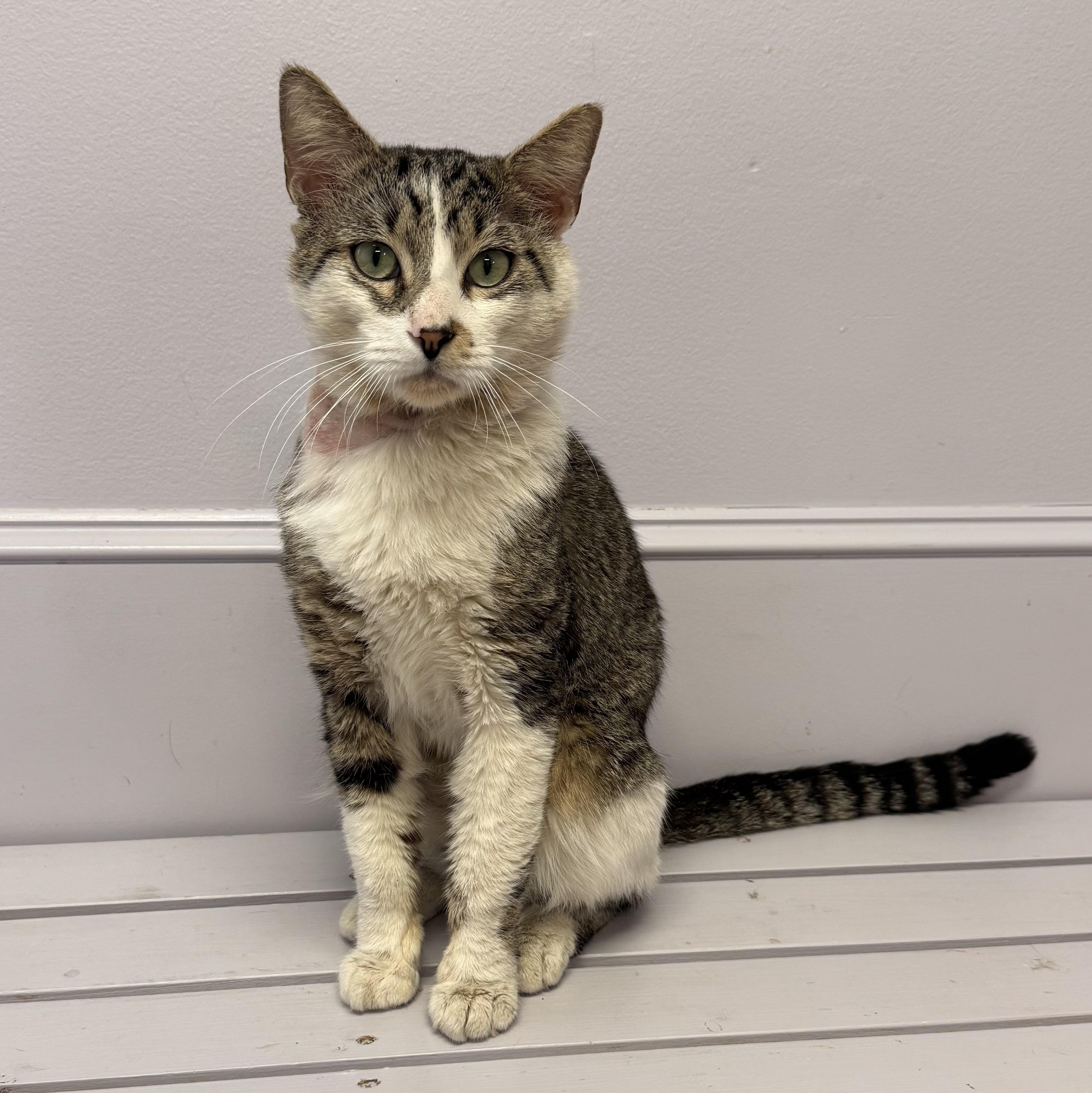 Enlarge Zipper, a ADOPTABLE Tiger in East Northport, NY image 3/3