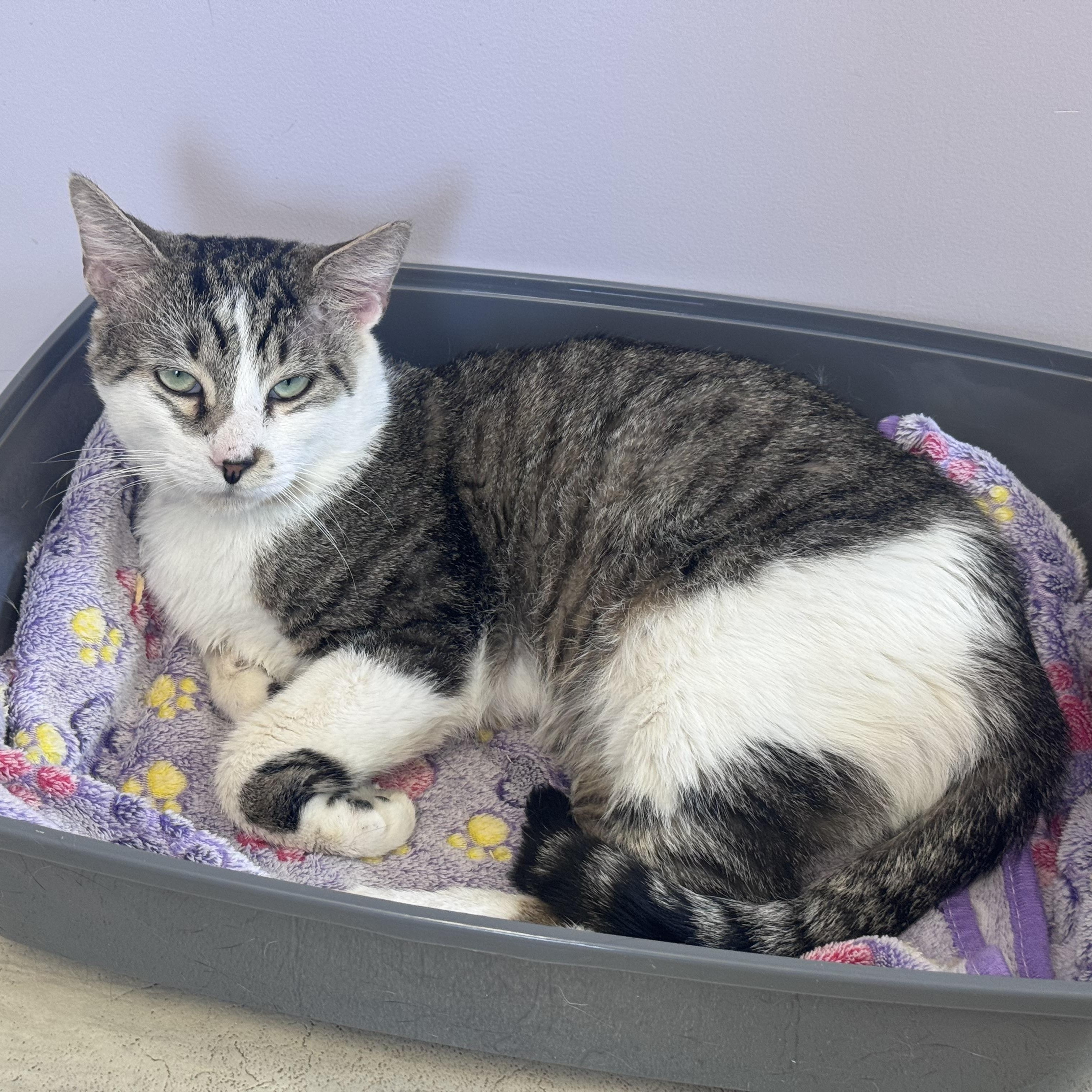 Zipper, a ADOPTABLE Tiger in East Northport, NY image 3/3
