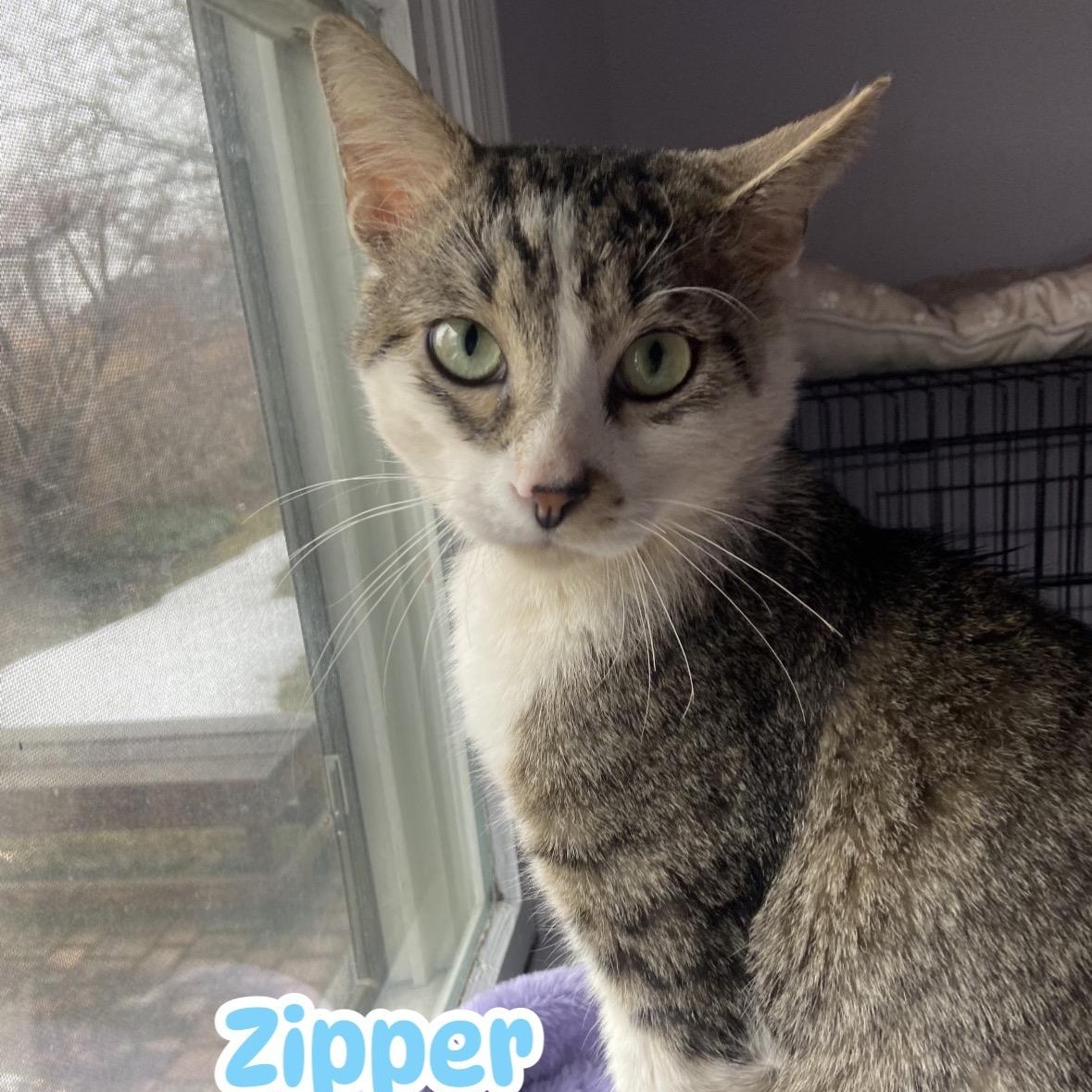 Enlarge Zipper, a ADOPTABLE Tiger in East Northport, NY image 2/3