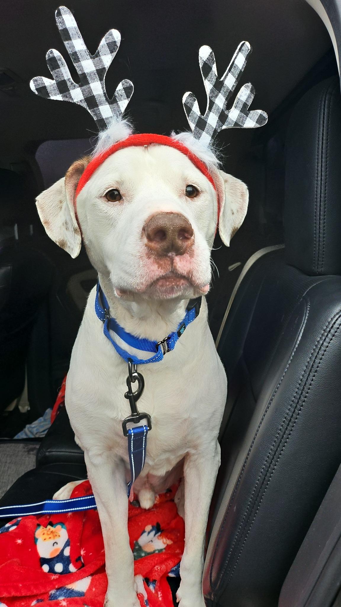 Boomer, Adopted, Senior Male Mixed Breed.