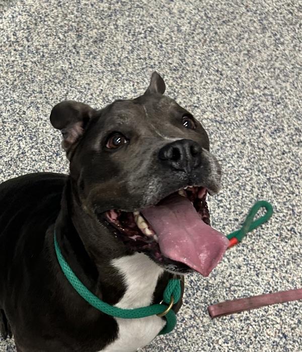 Meatball, Adoptable, Adult Female Pit Bull Terrier.