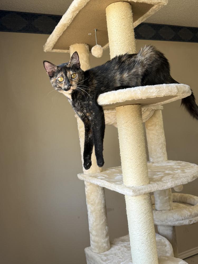 ChaCha — thumbnail 2