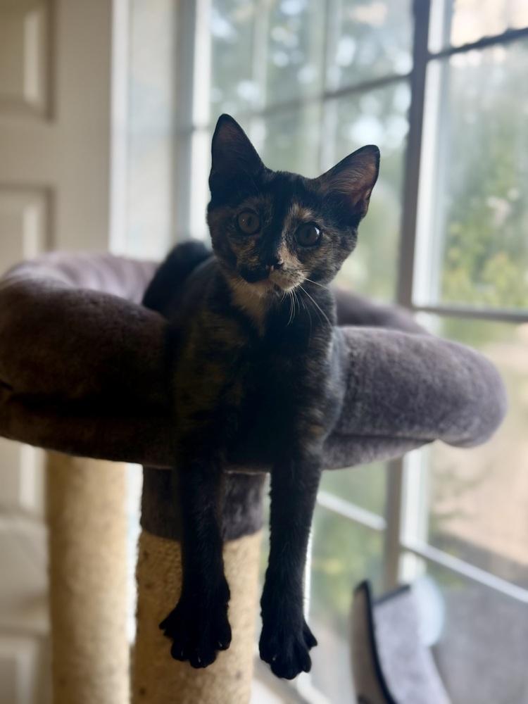 ChaCha — thumbnail 3