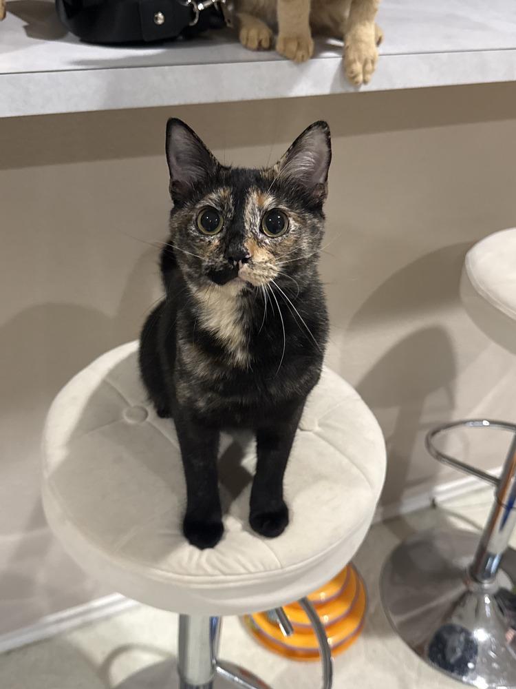 ChaCha — thumbnail 5