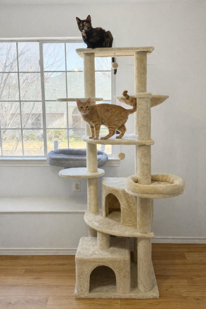 ChaCha — thumbnail 6