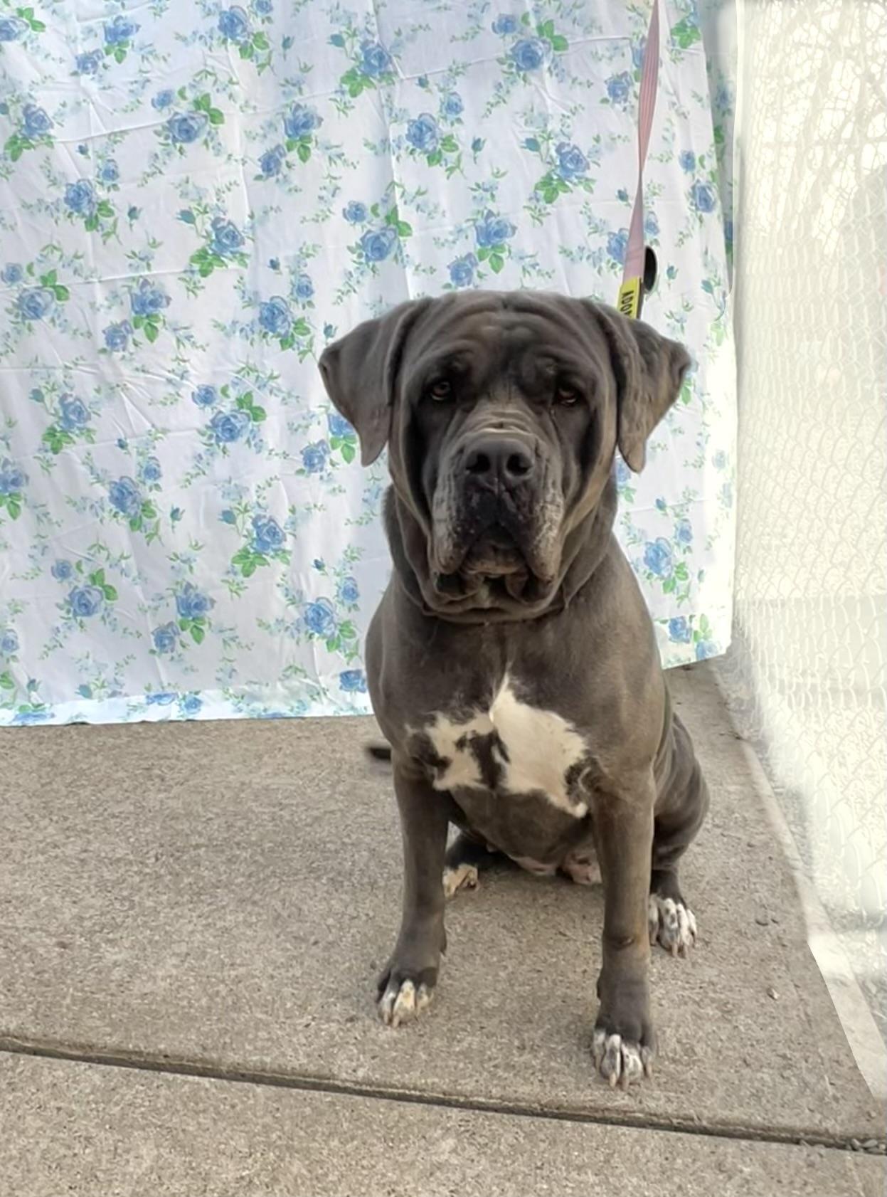 Daisy, Adoptable, Adult Female Cane Corso.