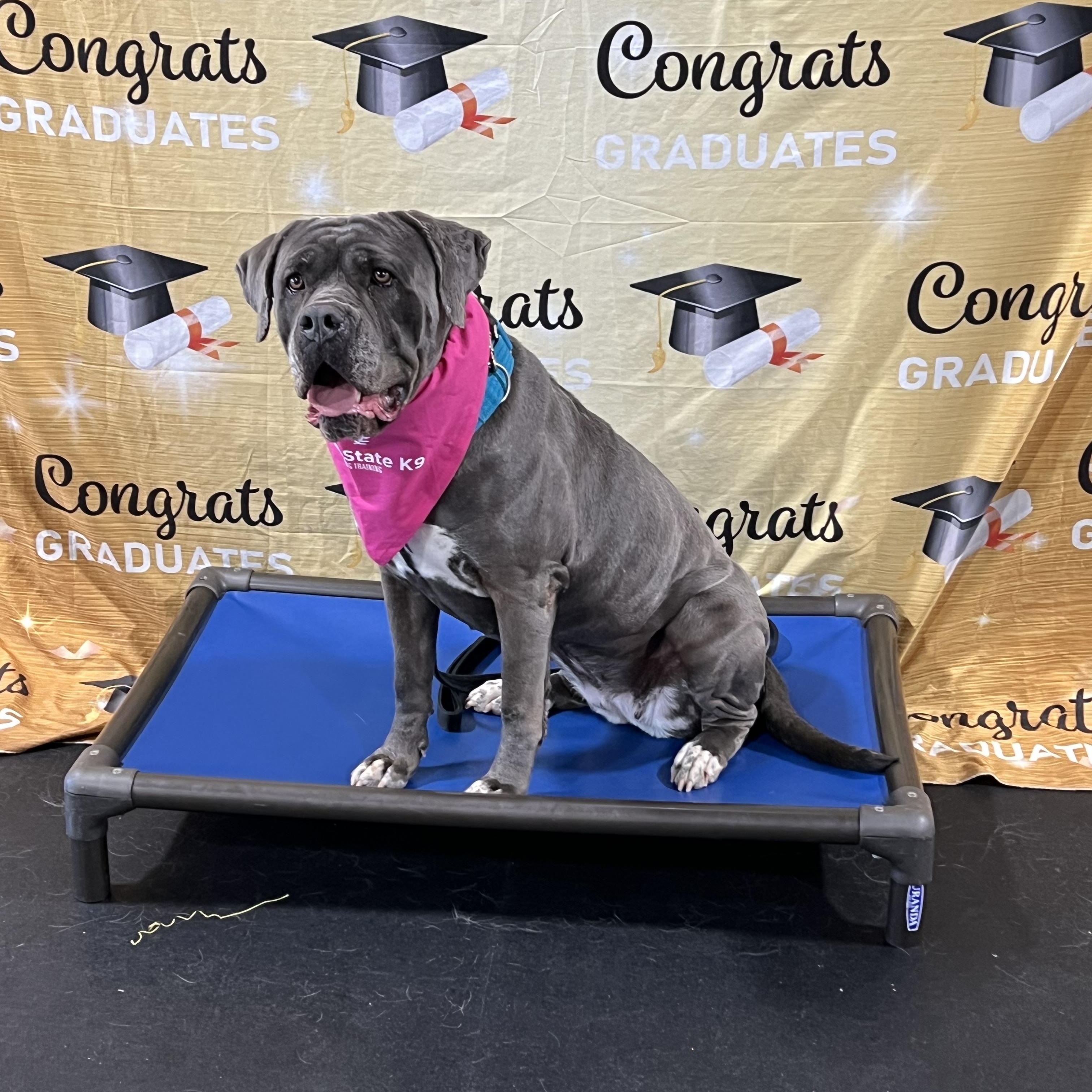 Daisy, a Adoptable Cane Corso in Montville, NJ image 4/5