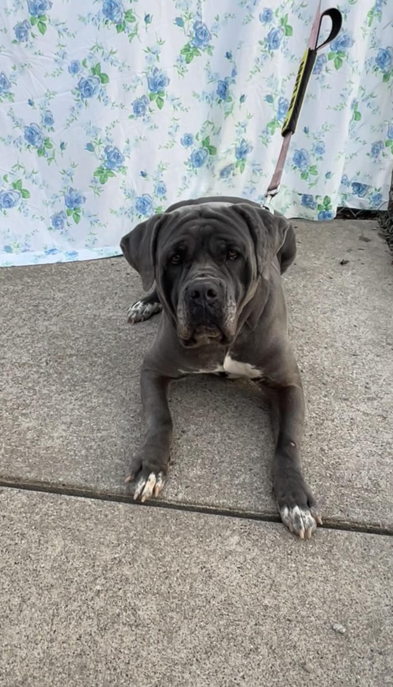 Enlarge Daisy, a Adoptable Cane Corso in Montville, NJ image 2/4