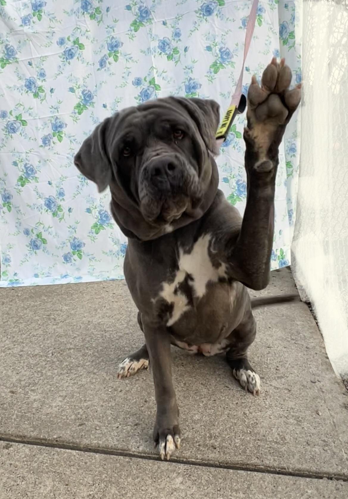 Daisy, Adoptable, Adult Female Mastiff & Labrador Retriever.