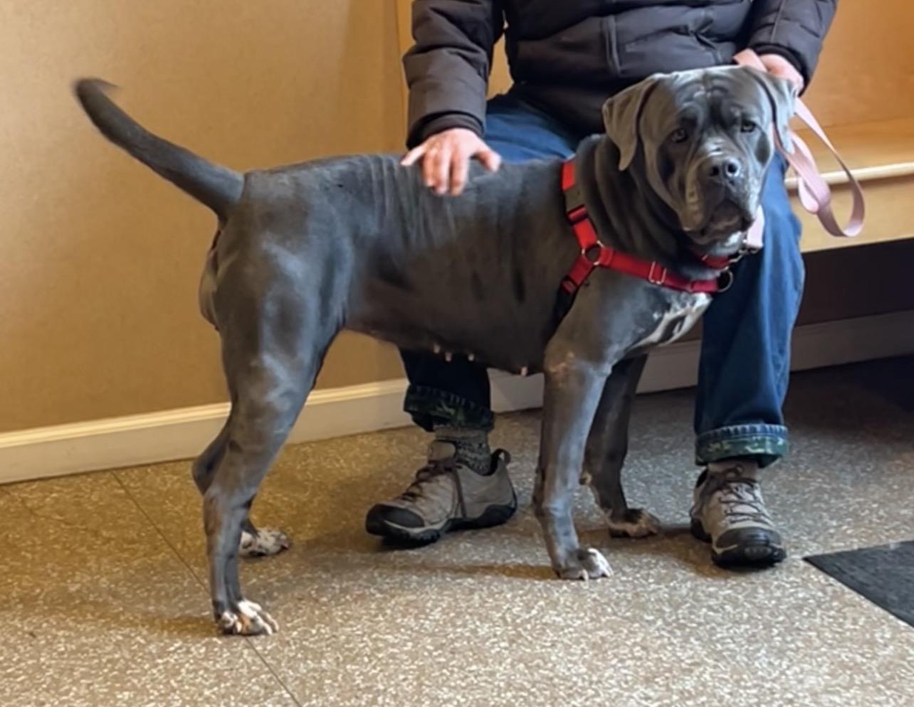 Enlarge Daisy, a Adoptable Cane Corso in Montville, NJ image 1/3