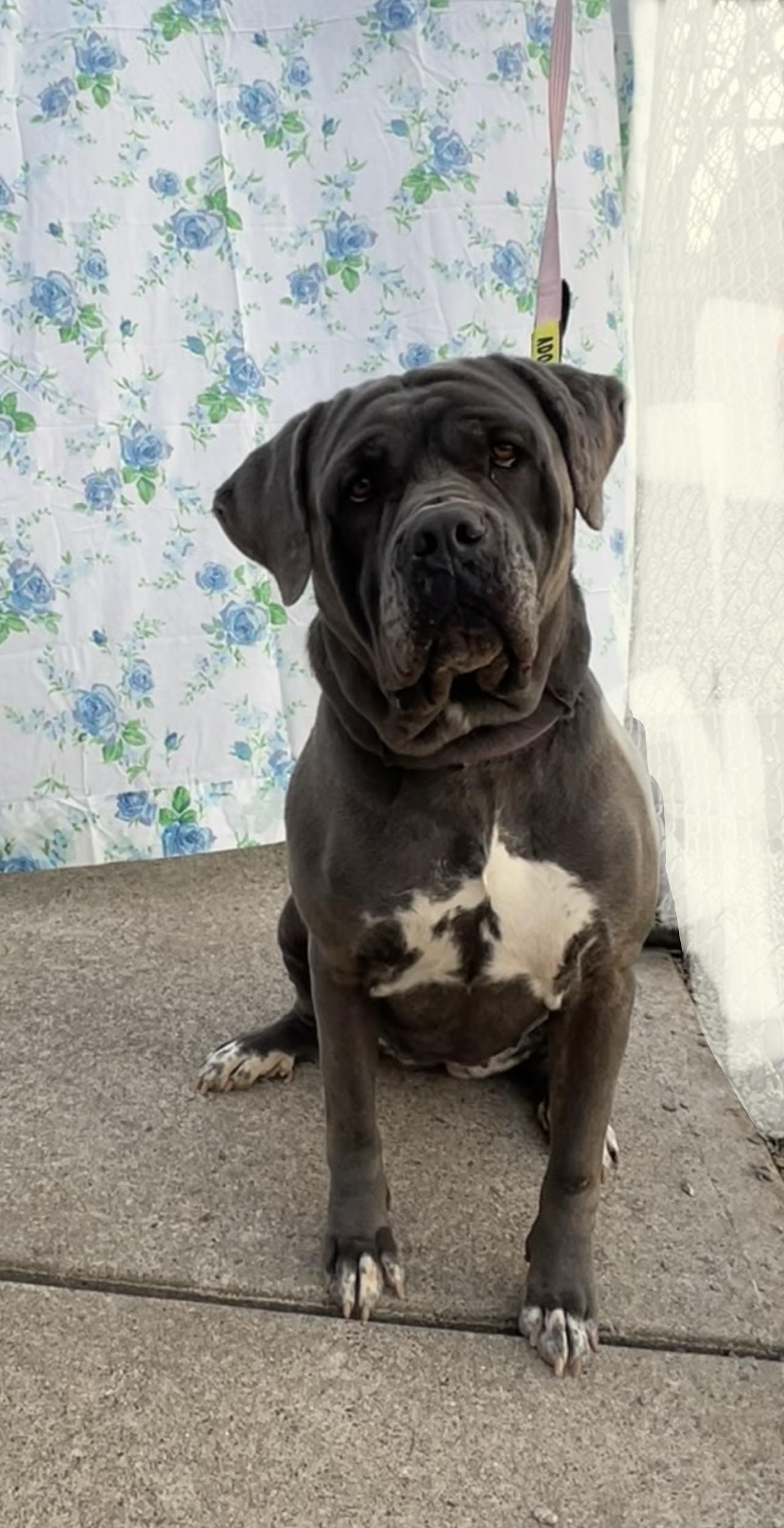 Enlarge Daisy, a Adoptable Cane Corso in Montville, NJ image 4/4