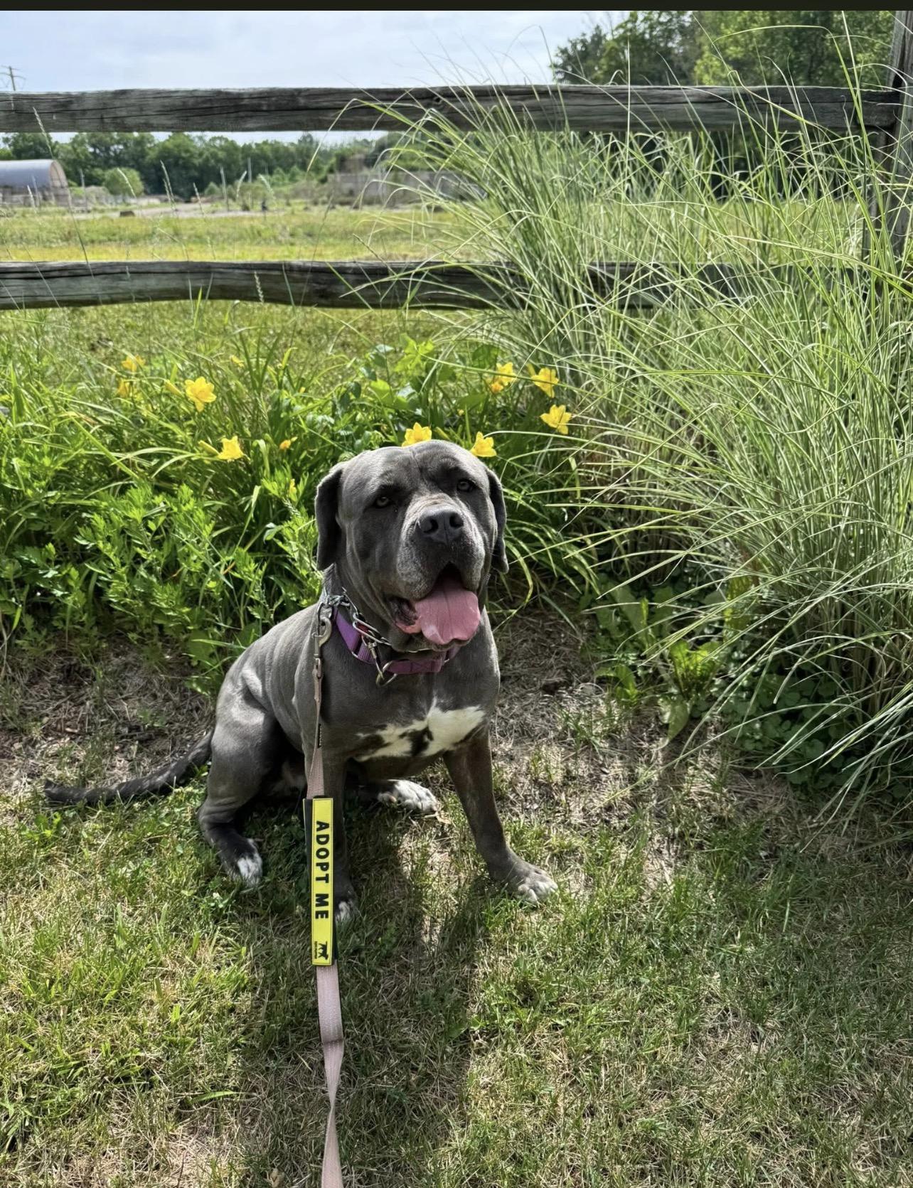 Daisy, a Adoptable Cane Corso in Montville, NJ image 2/5