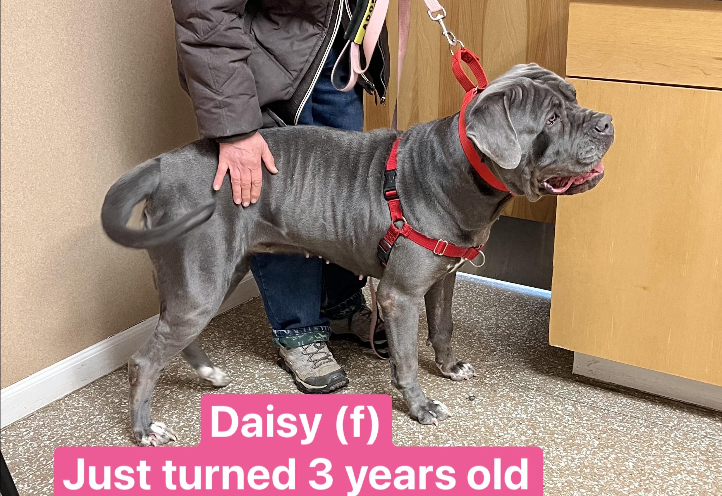 Enlarge Daisy, a Adoptable Cane Corso in Montville, NJ image 3/3