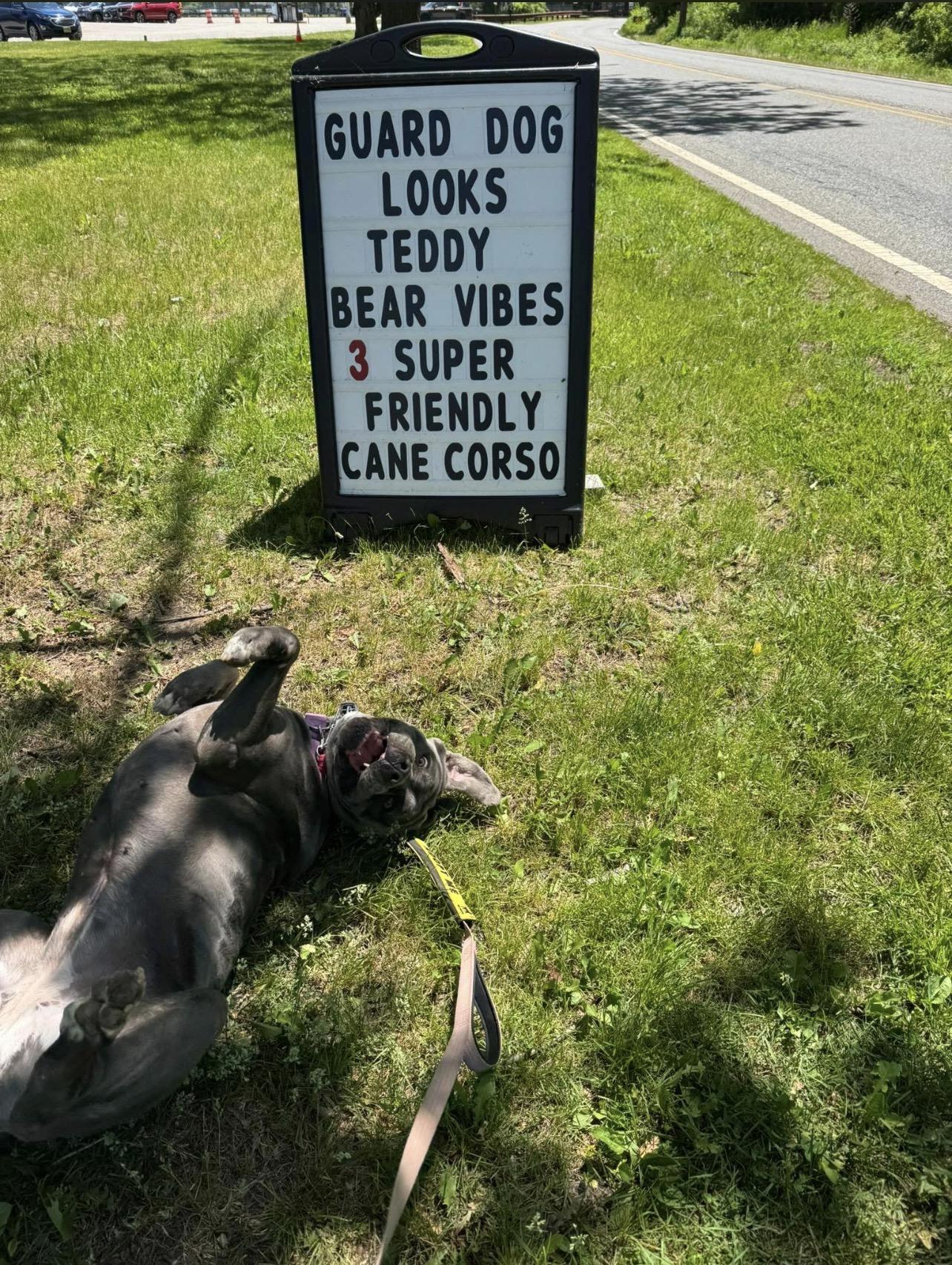 Daisy, a Adoptable Cane Corso in Montville, NJ image 5/5