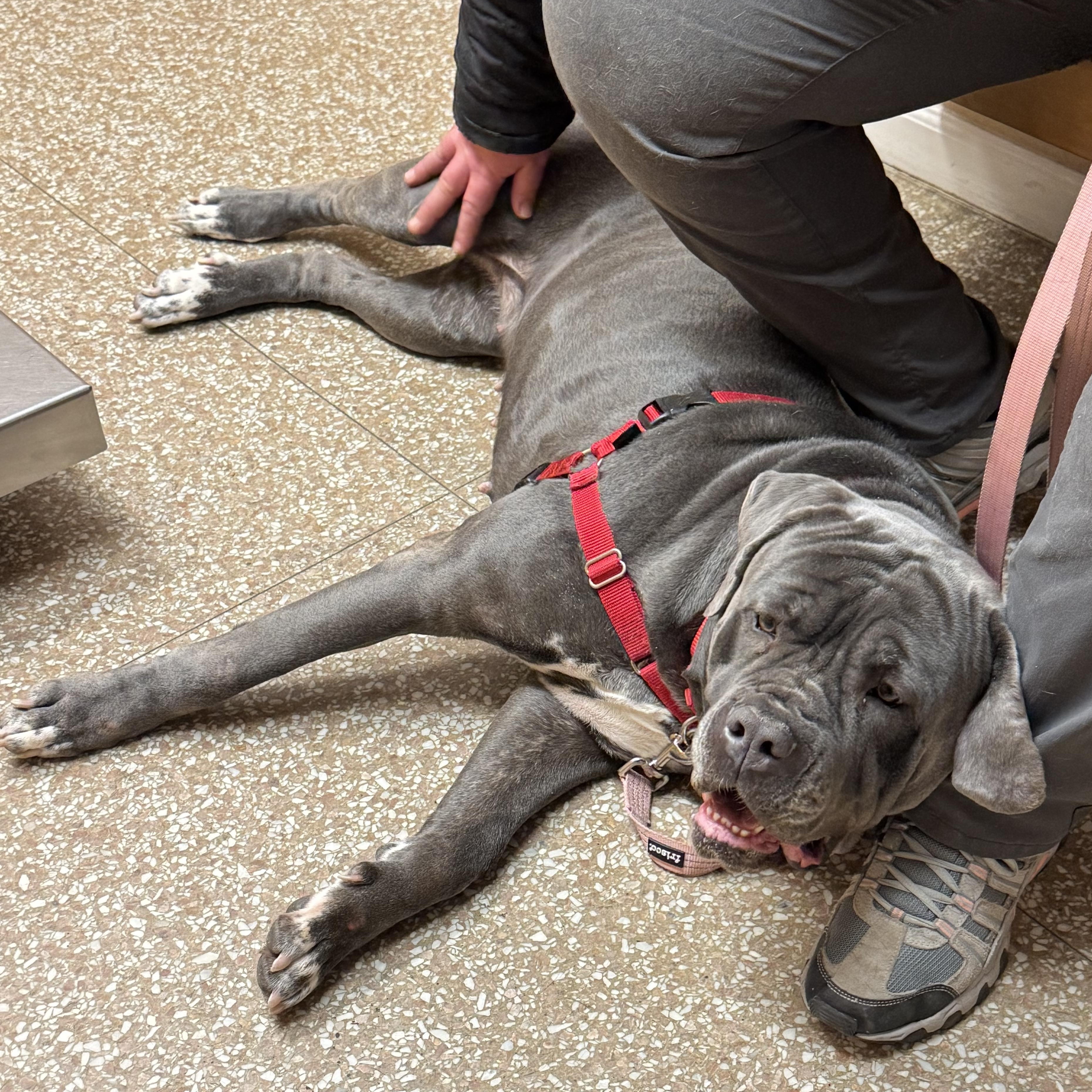 Enlarge Daisy, a Adoptable Cane Corso in Montville, NJ image 2/3