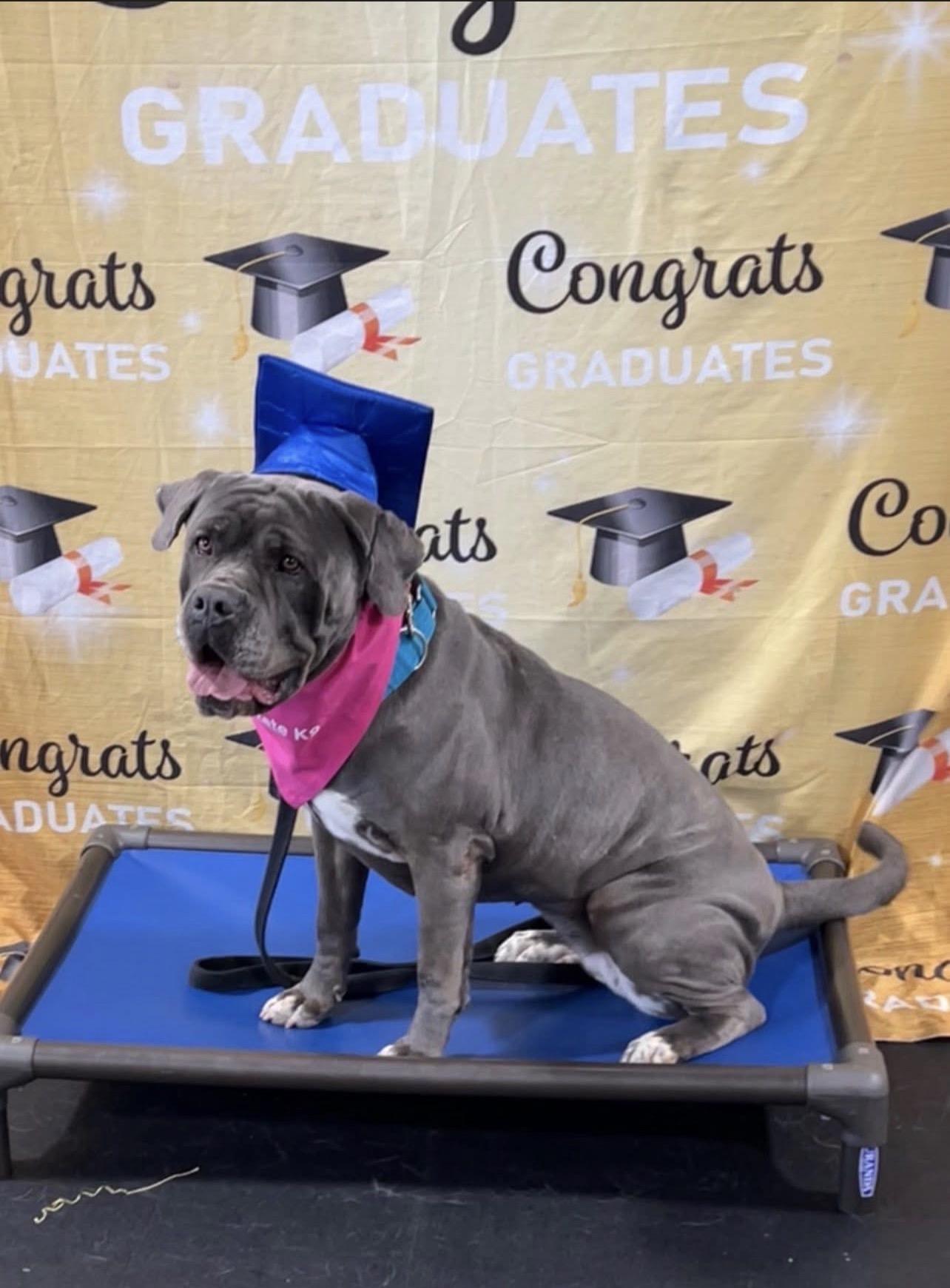 Daisy, Adoptable, Adult Female Cane Corso.