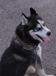 Tank, Adult Male Siberian Husky