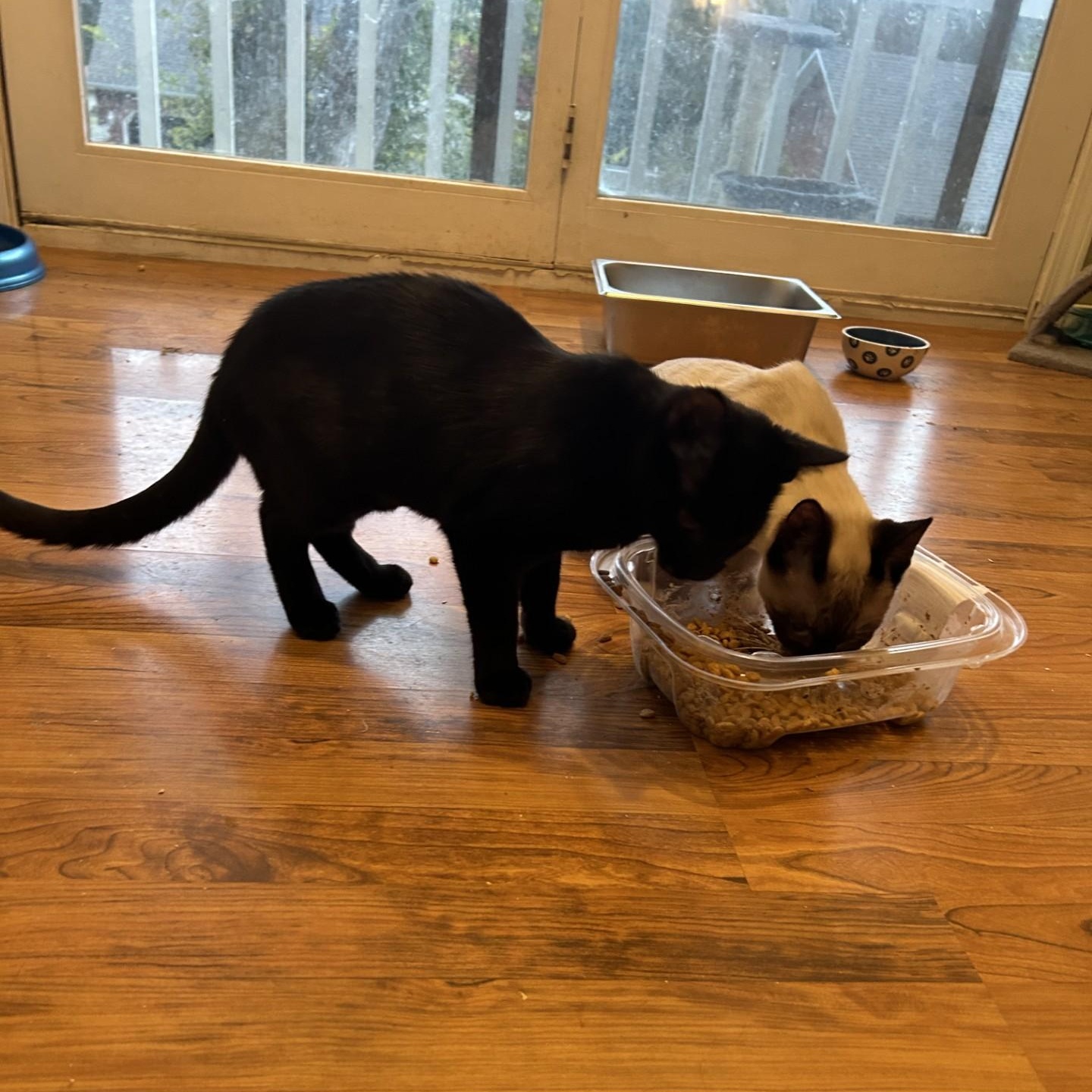 Endora, a Adoptable Domestic Short Hair in Springdale, AR image 1/2