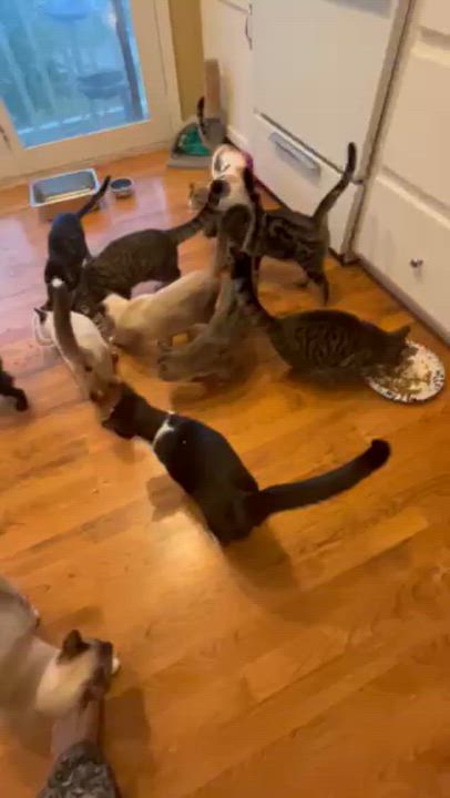 Enlarge Endora, a Adoptable Domestic Short Hair in Springdale, AR video 2/2