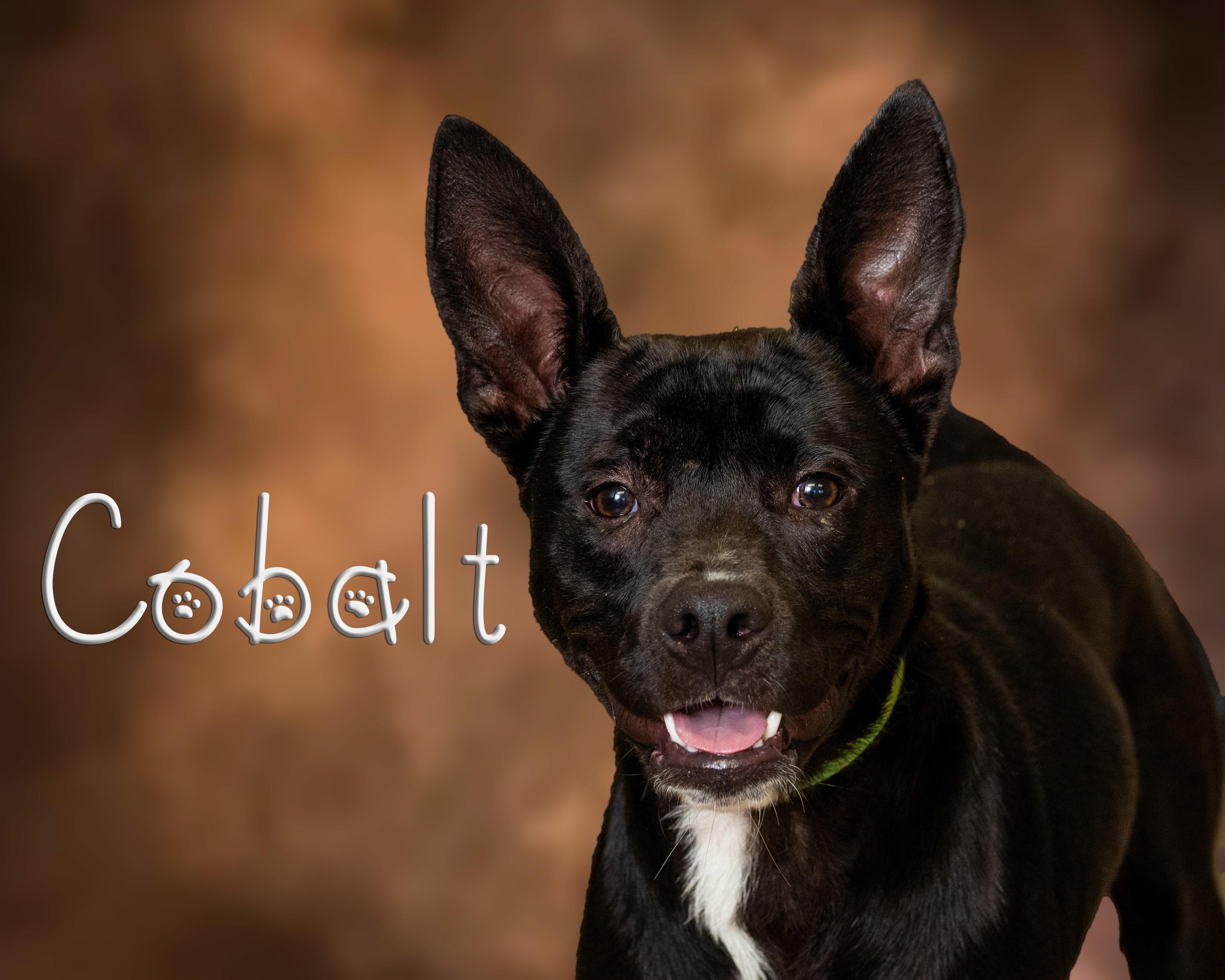 Cobalt, Adoptable, Adult Male Pit Bull Terrier.