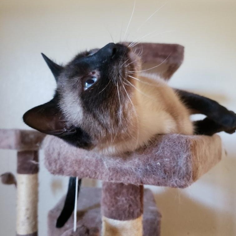 Enlarge Lucille - sweet and thinks she a dog , a Adoptable Siamese in Austin, TX image 5/5