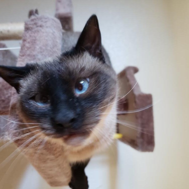 Enlarge Lucille - sweet and thinks she a dog , a Adoptable Siamese in Austin, TX image 3/5