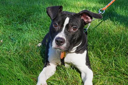 Bubba, Adoptable, Adult Male Pit Bull Terrier & Mixed Breed.