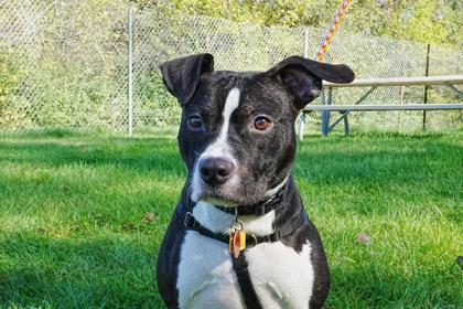 Enlarge Bubba, a Adoptable mixed breed in Golden Valley, MN image 2/3