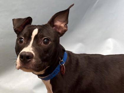 Enlarge Bubba, a Adoptable mixed breed in Golden Valley, MN image 3/3