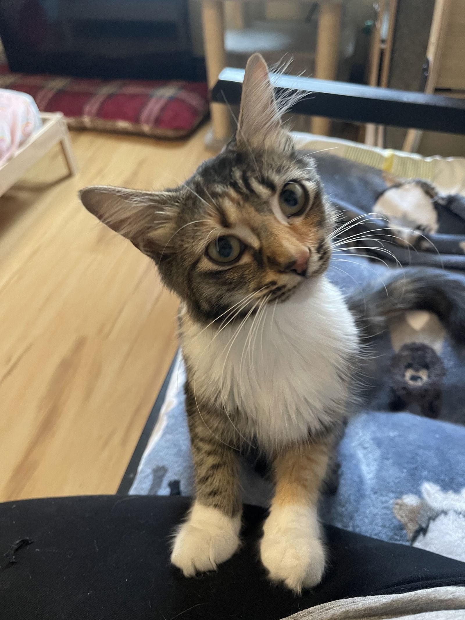 Sriracha, Adopted, Young Female Calico & Domestic Long Hair.