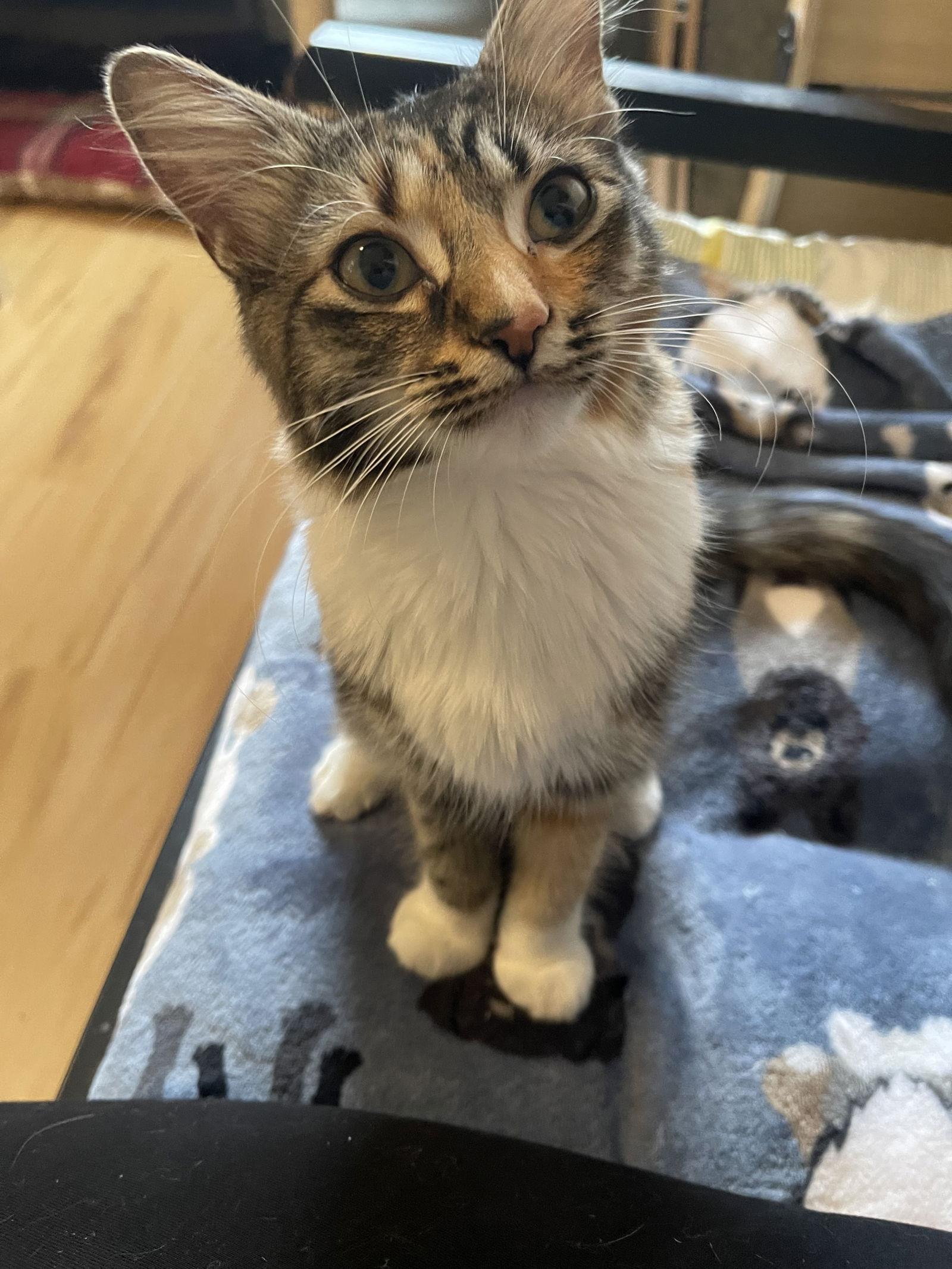 Enlarge Sriracha, a Adopted mixed breed in Ocala, FL image 2/3