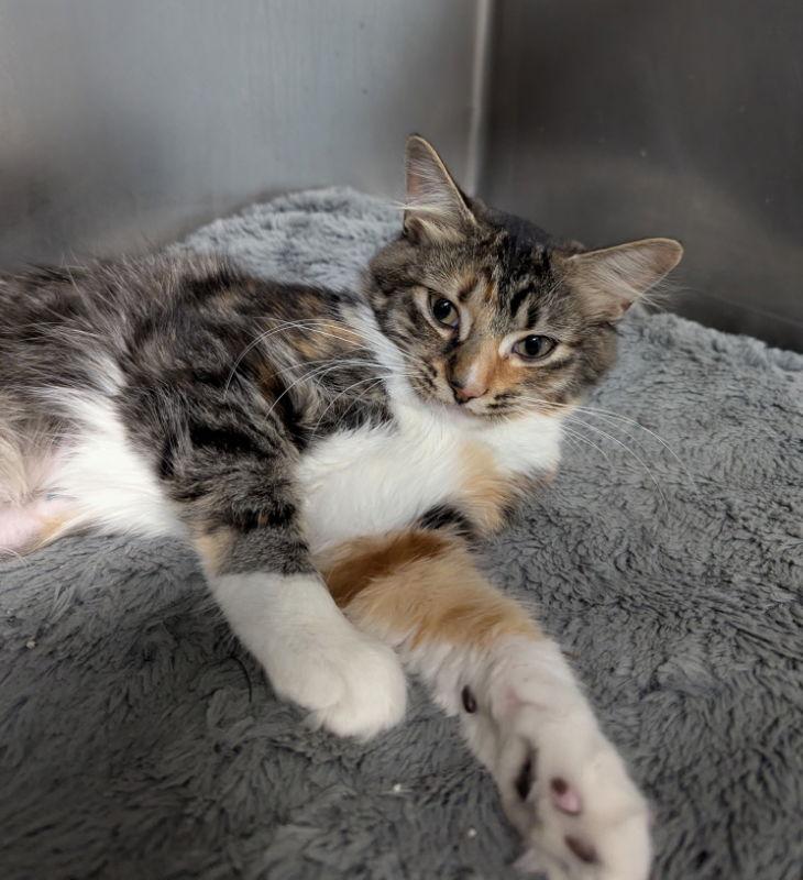 Enlarge Sriracha, a Adopted mixed breed in Ocala, FL image 3/3