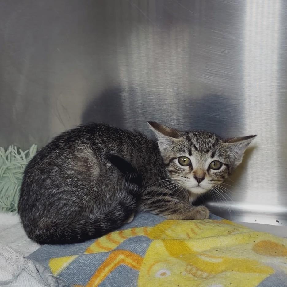 Champa, Adoptable, Kitten Female Domestic Short Hair.