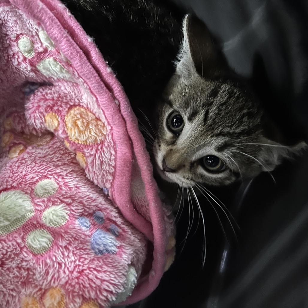 Enlarge Champa, a Adoptable Domestic Short Hair in Starkville, MS image 1/1