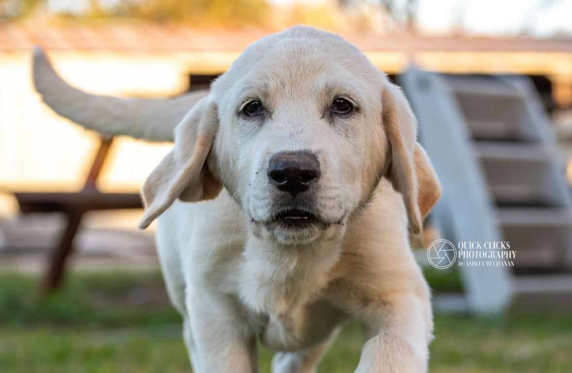 Enlarge Buddy, an adopted Yellow Labrador Retriever in Brazoria, TX image 2/2