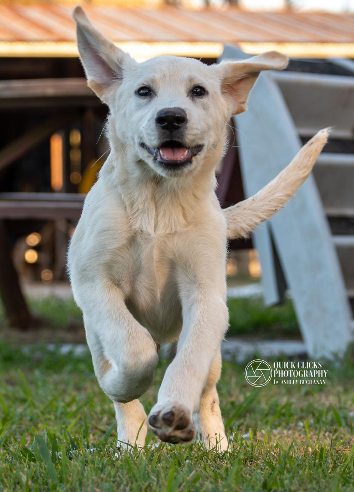 Buddy, adopted, Puppy Male Yellow Labrador Retriever.