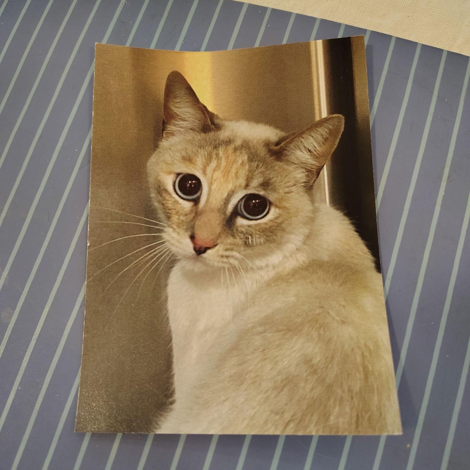 Blue, Adoptable, Young Female Domestic Short Hair & Siamese.