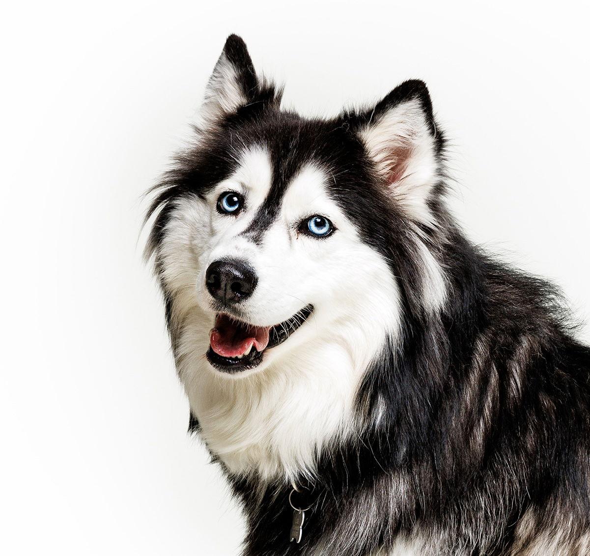 Enlarge Lola, a Adoptable Husky in Cary, NC image 1/3